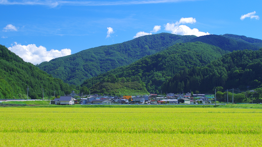 伊那市長谷の田と青空
